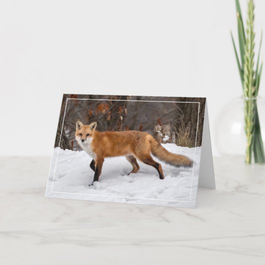 Fox on Snow Christmas Card Karte (Vorderseite)