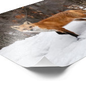 Fox On Snow Foto Print (Ecke)