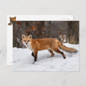 Fox On Snow Foto Print Postkarte (Vorne/Hinten)