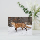 Fox On Snow Foto Print Postkarte (Stehend Vorderseite)