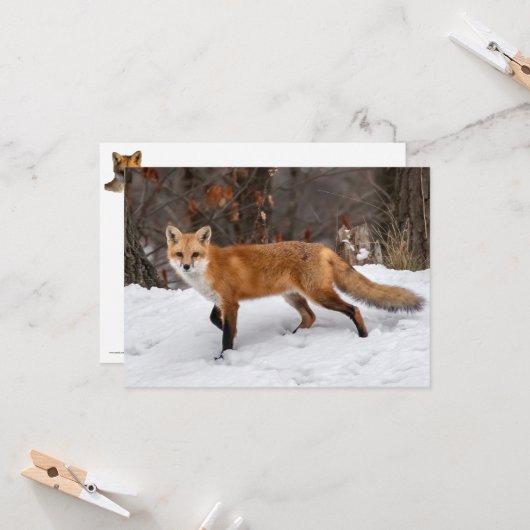 Fox on Snow Karte (Vorderseite/Rückseite Beispiel)