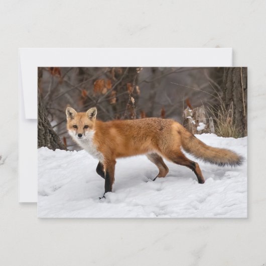 Fox on Snow Karte (Vorderseite)