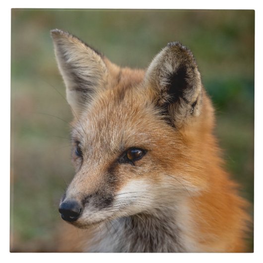 Fox Portrait Fliese (Vorderseite)