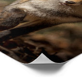 Fox Poster (Ecke)