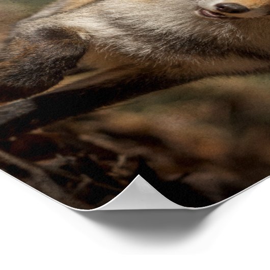Fox Poster (Ecke)