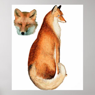 Fox-Poster Poster