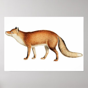Fox-Poster Poster