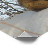 Fox Poster wiederherstellen (Ecke)