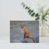 Fox Postkarte (Stehend Vorderseite)