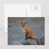 Fox Postkarte (Vorne/Hinten)