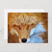 Fox Postkarte (Vorne/Hinten)