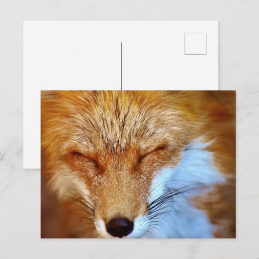 Fox Postkarte (Vorne/Hinten)