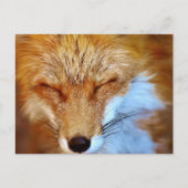 Fox Postkarte (Vorderseite)