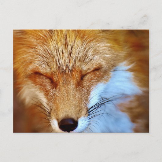 Fox Postkarte (Vorderseite)