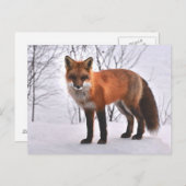 Fox Postkarte (Vorne/Hinten)
