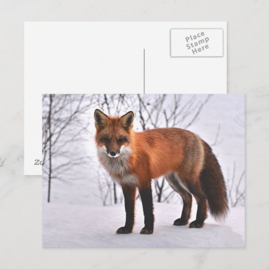 Fox Postkarte (Vorne/Hinten)