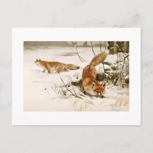 Fox Postkarte (Vorderseite)