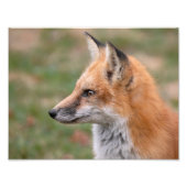 Fox-Profil Fotodruck (Vorne)