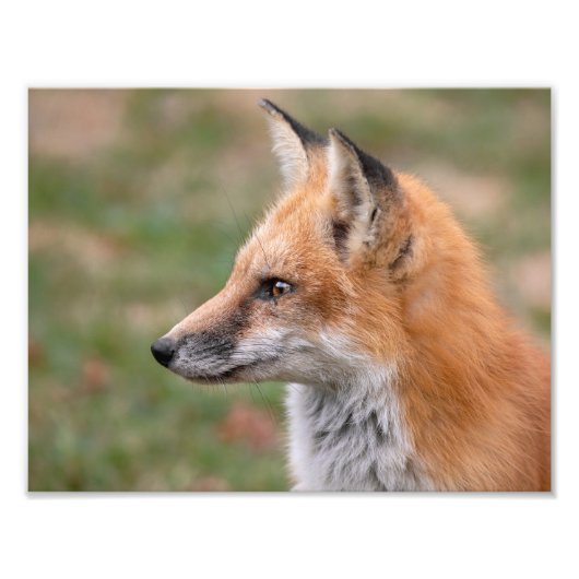 Fox-Profil Fotodruck (Vorne)