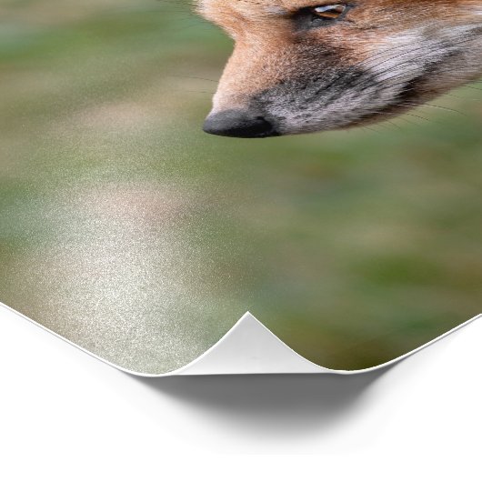 Fox-Profil Fotodruck (Ecke)