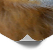 Fox-Profil Poster (Ecke)
