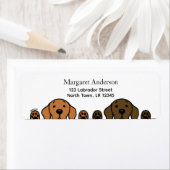 Fox Red Labrador and Chocolate Labrador Watching (Insitu)