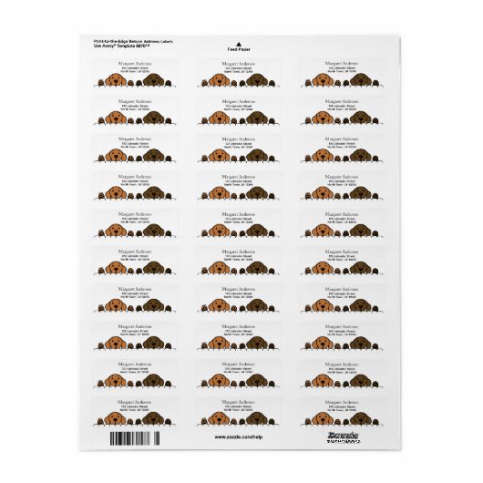 Fox Red Labrador and Chocolate Labrador Watching (Vorne)