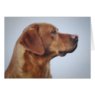 Fox Red Labrador Gundog