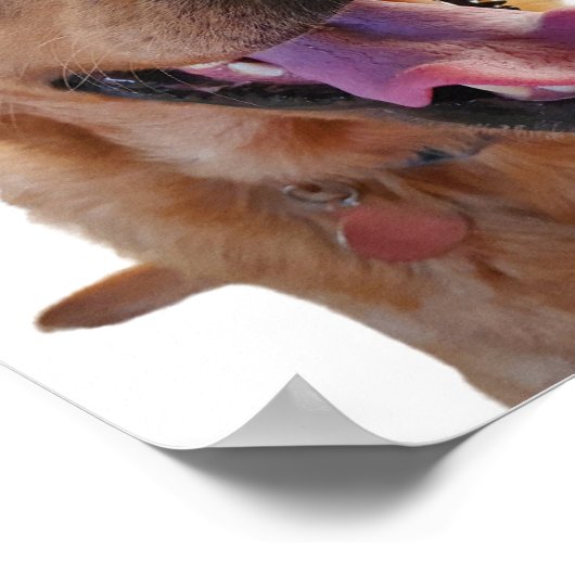 Fox Red Labrador Poster (Ecke)