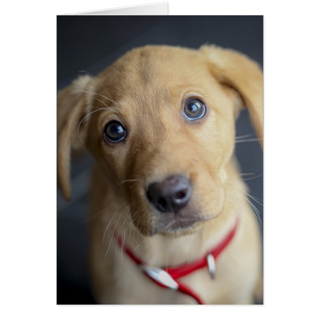 Fox Red Labrador Puppy (Vorne)