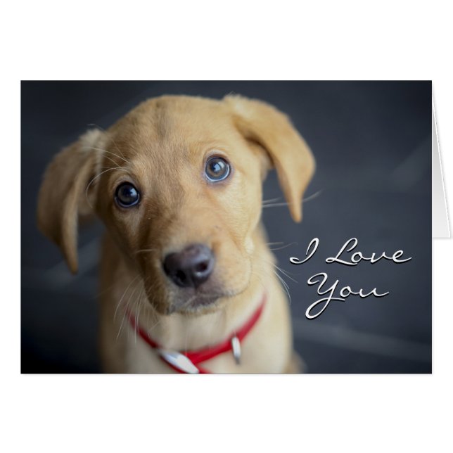 Fox Red Labrador Puppy (Vorderseite (Horizontal))