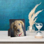 Fox Red Labrador Puppy Fotoplatte (InSitu)