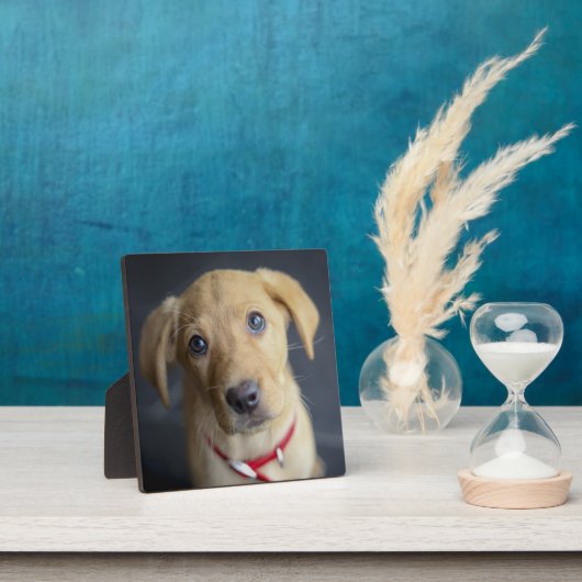 Fox Red Labrador Puppy Fotoplatte (InSitu)