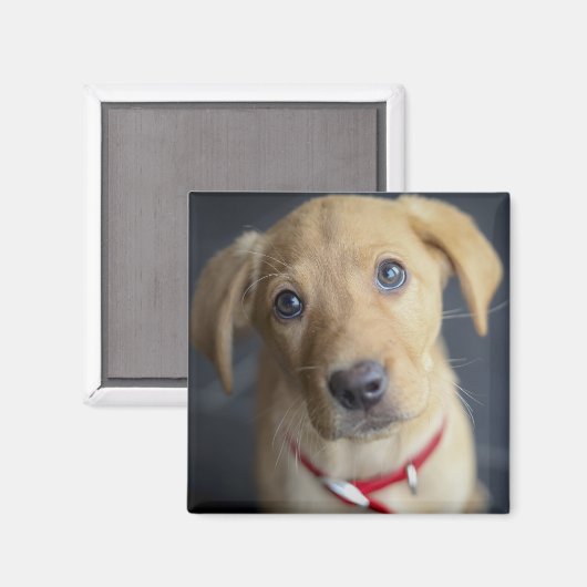 Fox Red Labrador Puppy Magnet (Vorderseite/Rückseite)