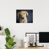 Fox Red Labrador Puppy Poster (Heimbüro)