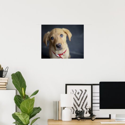 Fox Red Labrador Puppy Poster (Heimbüro)