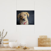 Fox Red Labrador Puppy Poster (Küche)