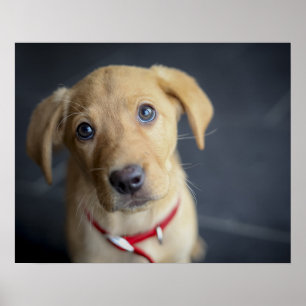 Fox Red Labrador Puppy Poster
