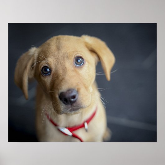 Fox Red Labrador Puppy Poster (Vorne)