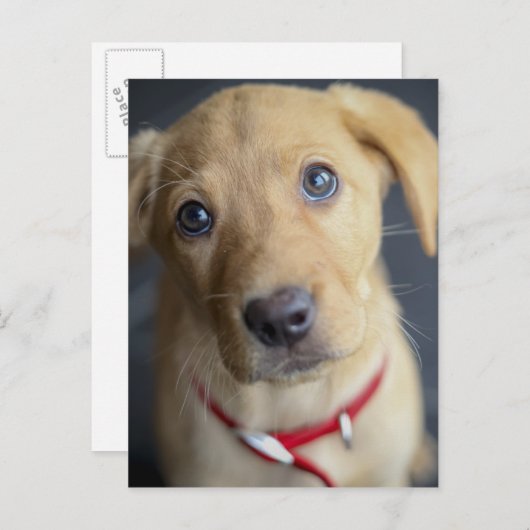 Fox Red Labrador Puppy Postkarte (Vorne/Hinten)
