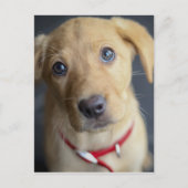 Fox Red Labrador Puppy Postkarte (Vorderseite)