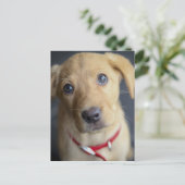 Fox Red Labrador Puppy Postkarte (Stehend Vorderseite)