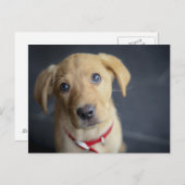 Fox Red Labrador Puppy Postkarte (Vorne/Hinten)