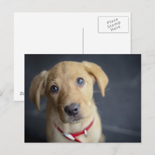 Fox Red Labrador Puppy Postkarte (Vorne/Hinten)