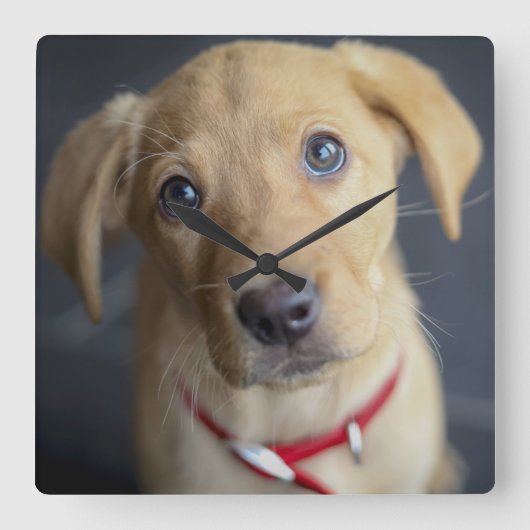 Fox Red Labrador Puppy Quadratische Wanduhr (Vorderseite)