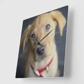 Fox Red Labrador Puppy Quadratische Wanduhr (Winkel)