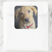 Fox Red Labrador Puppy Quadratischer Aufkleber (Tasche)