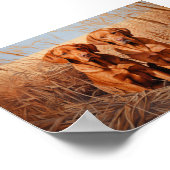 Fox Red Labrador Retrievers Poster (Ecke)