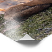 Fox-Ruhen auf Moss Fotodruck (Ecke)