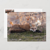 Fox-Ruhen auf Moss Postkarte (Vorne/Hinten)
